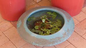 Check spelling or type a new query. Turn A Pot Into A Fish Pond