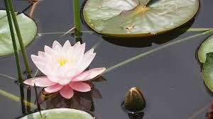 Maybe you would like to learn more about one of these? 7 Spiritual Symbols To Deepen Your Yoga Meditation Practice Vagabond Temple