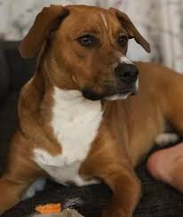 This designer dog has talents especially if you are looking for a watchdog with agility, and competitive obedience. What Is A Boggle Dog A Look Into The Boxer Beagle Mix K9 Web