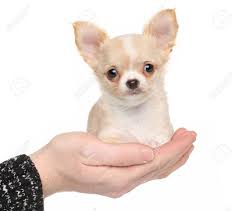 Dabei haben chihuahuas herzen wie löwen und beeindrucken mit. Chihuahua Welpen In Der Hand Auf Einem Weissen Hintergrund Lizenzfreie Fotos Bilder Und Stock Fotografie Image 35293245