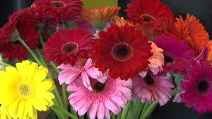 We located in downtown santa barbara, established in 1976 as a local staple in floral design and events. Local Flower Shop Blooms With Business On Mother S Day Newschannel 3 12