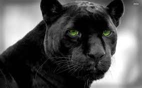 September 23, 2020 at 11:43 pm. Schwarzer Panther Hd Wallpaper Hintergrund 1920x1200