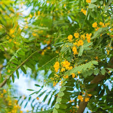 Image result for Tipuana