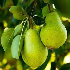 You'll get 4 of the following varieties on a single tree Pear Tree Blues Branches Break So Be Careful While Climbing Especially If It S The Wrong Tree Pear Trees Fast Growing Trees Pear
