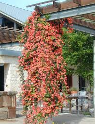 Image result for Bignonia capreolata