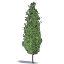 Some species develop flattened, spreading heads at maturity, and others are shrubs less than 6 metres tall. Bim Object Trees Leyland Cypress Plants Polantis Revit Archicad Autocad 3dsmax And 3d Models
