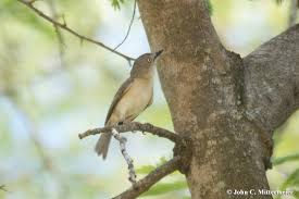 Image result for Newtonia