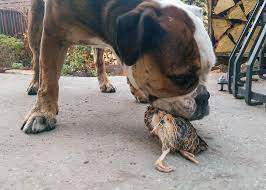 Bulldog Eating Whole Prey Bird Bulldog Dogs Raw Feeding For Dogs