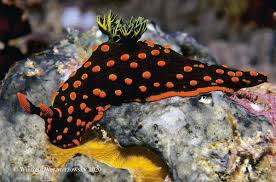 Image result for Kotschya ochreata