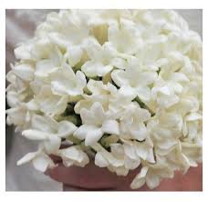 21 results sort by porcelain stephanotis bouquet wedding unity candle set. 25 Blooms 67 99 2 72 Per Bloom Stephanotis Flower Available Year Round Its Tubular St Stephanotis Wedding Flowers Diy Wedding Flowers Wedding Flowers