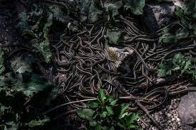 Choose your favorite king cobra designs and purchase them as wall art, home decor, phone cases, tote bags, and more! This Canadian Town Comes Alive Once A Year As Thousands Of Snakes Mate The New York Times