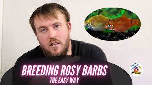 Rosy Barb Fish Care