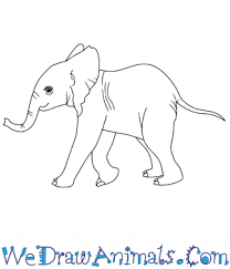 Follow me along to learn how to draw a baby elephant's face. How To Draw A Baby African Elephant