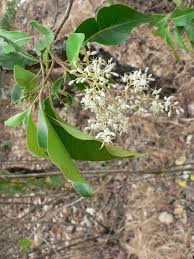 Image result for Metteniusaceae