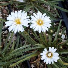 Image result for Taraxacum sp.