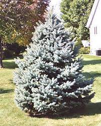 How To Decorate With A Live Christmas Tree That You Can Plant Afterwards Trees To Plant Live Christmas Trees Christmas Tree Plant