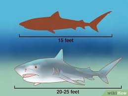 Tiger sharks from the persian gulf and oman sea have a maximum length of 750 cm. 3 Ways To Spot A Tiger Shark Wikihow