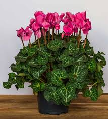 Pansies bloom far longer than other winter bedding plants. Classical Cyclamen Same Or Next Day Gift Flower Delivery Auckland