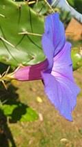 Image result for Ipomoea prismatosyphon