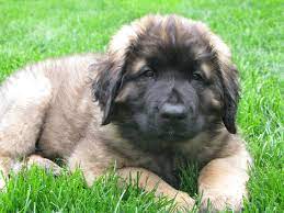 Before each puppy leaves us they will: Live Oak Leonbergers Home