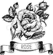 Below the table of coloring pages are included some interesting facts about roses. Damask Rose Coloring Pages