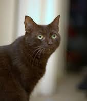 Certain tumors that develop in children and young adults (and rarely in older adults) have both glial and neuronal cell components. Cats Do Not Spread Brain Tumours Cancer Research Uk Science Blog