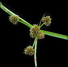 Image result for Cyperus difformis