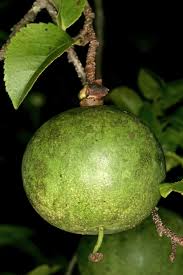 Image result for Oncoba