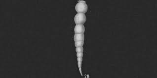 Image result for Scleria hispidula