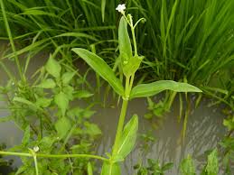 Image result for Pentodon