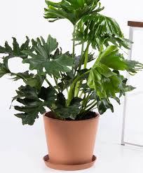 Buy Potted Bloomscape Philodendron Hope Selloum In 2020 Philodendron Plant Plants Philodendron