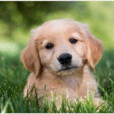 Golden Retriever Puppy Wallpaper Golden Retriever Puppies Wallpaper Free Golden Retriever Puppy Pict Golden Retriever Retriever Puppy Golden Retriever Puppy