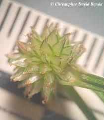 Image result for Kyllinga squamulata