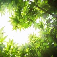 James McGauvran Obituary (1934