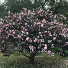 Sasanqua Camellia Flower Bed Plants Plants My Secret Garden