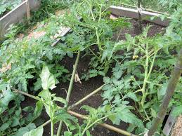 Currently all of my plants are in pots, so i needed to find make this bamboo trellis tower for use as an attractive structure to support indeterminate tomatoes and other vining plants. Bamboo Tomato Trellis 6 Steps With Pictures Instructables