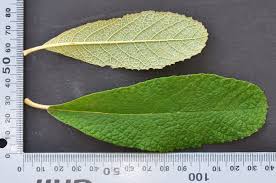 Image result for Tarchonanthus trilobus