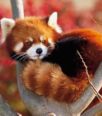 Panda Roux Les Photos Les Plus Mignonnes Du Monde Animaux Etranges Panda Roux Animaux Les Plus Mignons