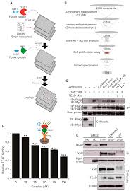 Amin is committed to improving its standard, quality and is re sourcing new developments in the building industry globally. Cancers Free Full Text Identification Of Celastrol As A Novel Yap Tead Inhibitor For Cancer Therapy By High Throughput Screening With Ultrasensitive Yap Taz Tead Biosensors Html