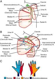 In this post, you will learn the chest muscles anatomy which is easy since there are not so many if you want to build a big chest, you need to work these muscles by doing exercises that stimulate. Redirection Of Cutaneous Sensation From The Hand To The Chest Skin Of Human Amputees With Targeted Reinnervation Pnas