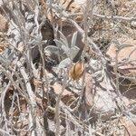 Image result for Ipomoea adenioides