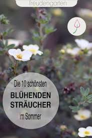 Die 10 Schonsten Sommerbluhenden Straucher Bienenfreundlicher Garten Pflegeleichter Garten Pflegeleichte Pflanzen