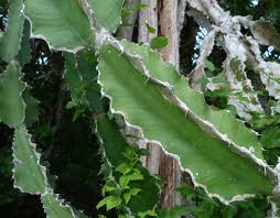 Image result for Euphorbia halipedicola