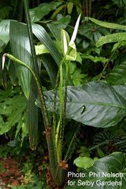 We did not find results for: Alocasia Zebrina K Koch Veitch Alocasia Zebrina Reticulata Alocasia Zebrina Alocasia Reticulata Alocasia Zebrina K Koch Veitch Sold As Alocasia Reticulata Form Alocasia Zebrina Reticulata And Alocasia Tigrina Superba Alocasia