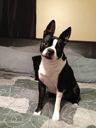 We've been collecting the cutest pictures of boston terrier puppies…. Gizmo The Boston Terrier From Indianapolis Usa Boston Terrier Terrier Boston Terrier Names