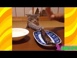 13 The Funniest And Most Humorous Cat Videos Everrr Funny Cats Compilation Youtube Funny Cats Funny Cat Compilation Funny Cat Fails