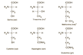 Amino Acid Structures