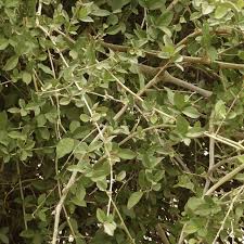 Image result for Combretum