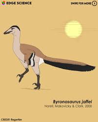 Image result for Rhynchotropis