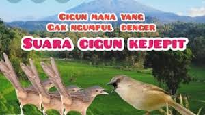 Entdecke rezepte, einrichtungsideen, stilinterpretationen und andere ideen zum ausprobieren. Download Lagu Suara Pikat Ciblek Gunung Kombinasi Mp3 Video Mp4 3gp